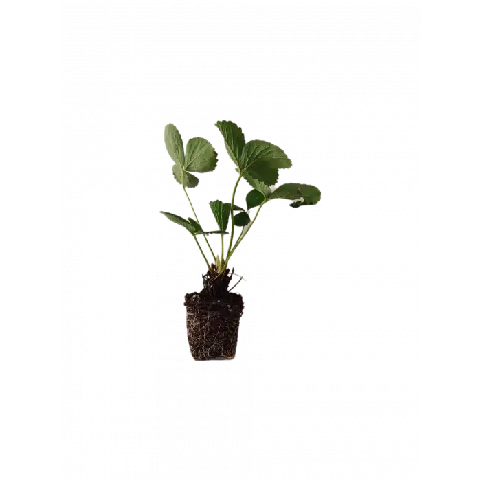 Yediveren Çilek Fidesi