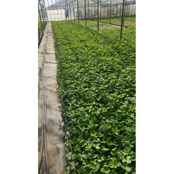 Yediveren Çilek Fidesi