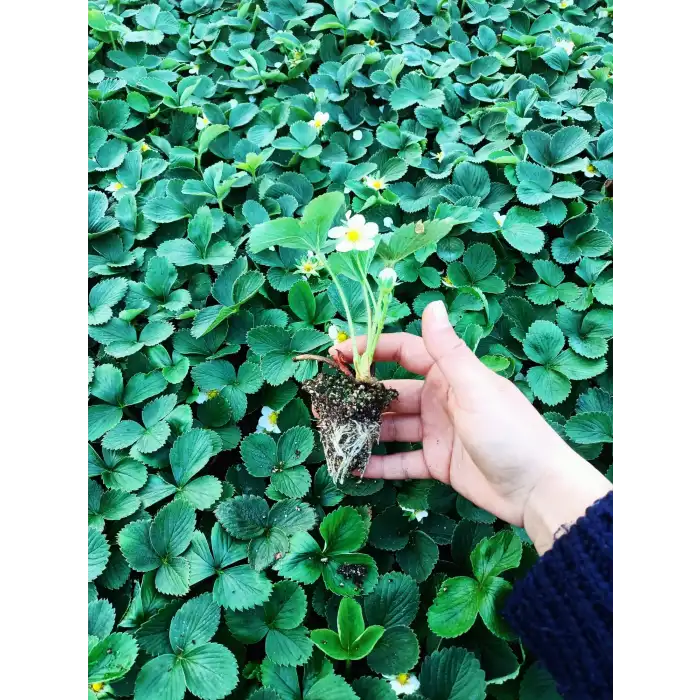 Yediveren Çilek Fidesi