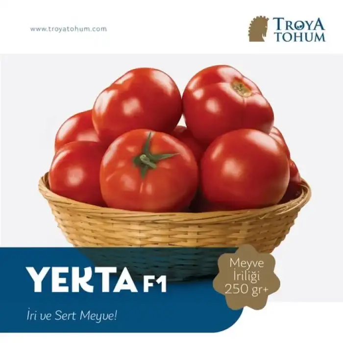 Yekta F1 Oturak Domates Fidesi