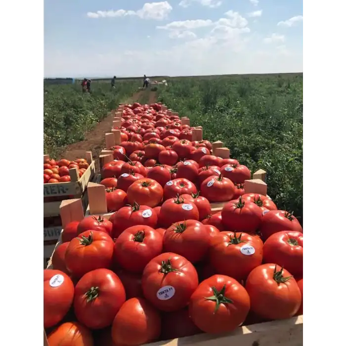 Yekta F1 Oturak Domates Fidesi