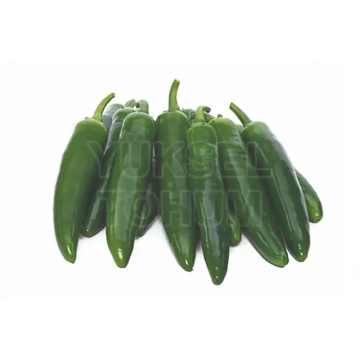 Yetkin F1 Jalapon Biber Fidesi