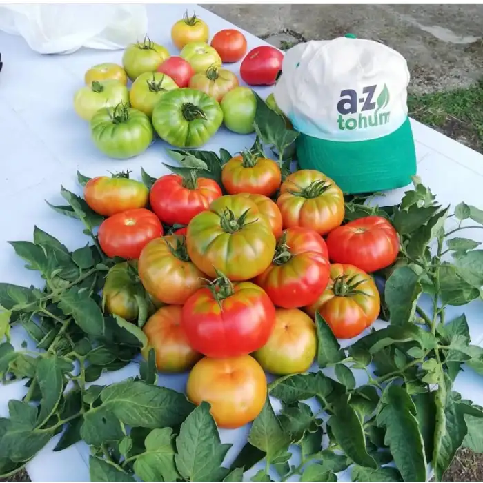 Yıldızköy F1 Köy Tipi Domates Fidesi