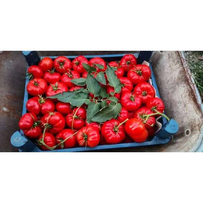 Yıldızköy F1 Köy Tipi Domates Fidesi