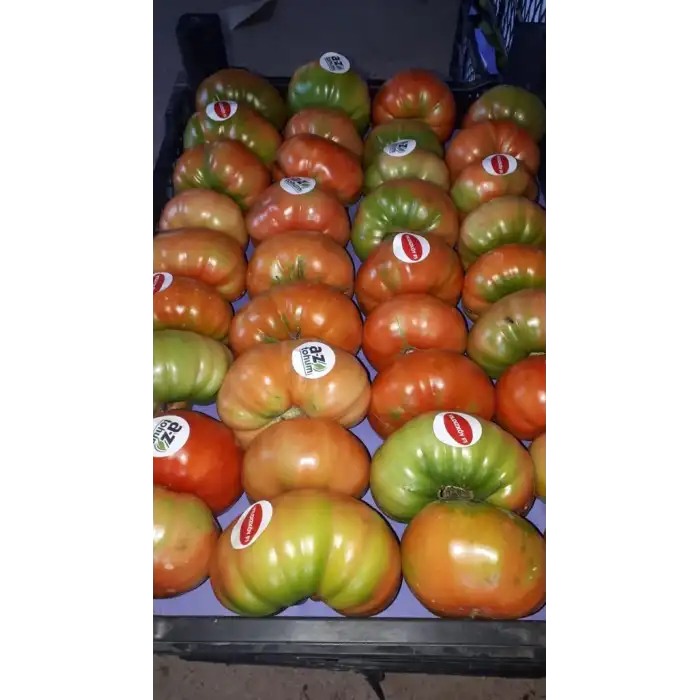 Yıldızköy F1 Köy Tipi Domates Fidesi