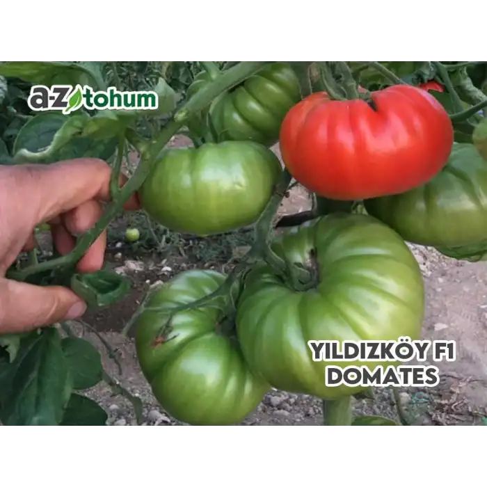 Yıldızköy F1 Köy Tipi Domates Fidesi