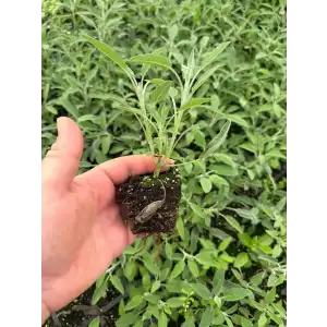 Adaçayı Fidesi 48 Adet