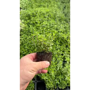 Mercan Köşk Fidesi 48 Adet