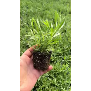 Lavanta Fidesi 48 Adet