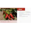 Afat F1 İsot(Urfa Tipi) Biber Fidesi