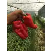 Afat F1 İsot(Urfa Tipi) Biber Fidesi