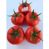 Akın F1 Sırık Domates Fidesi