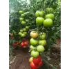Akın F1 Sırık Domates Fidesi