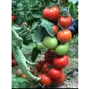 Aşılı Ancha F1 Domates Fidesi