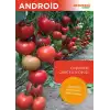 Aşılı Android F1 Sırık Domates Fidesi