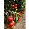 Aşılı Android F1 Sırık Domates Fidesi
