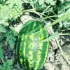 Aşılı Odipus F1 Karpuz Fidesi