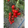 Aşılı Redguard F1 Salkım Domates Fidesi