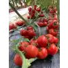 Aşılı Redguard F1 Salkım Domates Fidesi