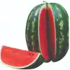 Aşılı Starbust F1 Karpuz Fidesi