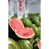 Aşılı Starbust F1 Karpuz Fidesi