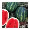 Aşılı Üstün F1 Karpuz Fidesi