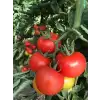 Aşkar F1 Sırık Domates Fidesi