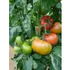 Bigmek F1 İri Domates Fidesi