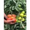 Bigmek F1 İri Domates Fidesi