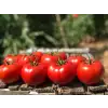 Bigmek F1 İri Domates Fidesi