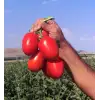 Bonita F1 Salçalık Domates Fidesi