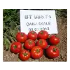 Bt-986 F1 Oturak Domates Fidesi