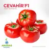 Cevahir F1 Sırık Beef Domates Fidesi