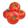 Cevahir F1 Sırık Beef Domates Fidesi