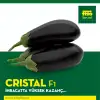 Cristal F1 Yarı Topan Patlıcan Fidesi