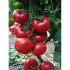 Demiröz F1 Güzlük Domates Fidesi
