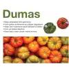 Dumas F1 Köy Domates Fidesi