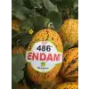 Endam F1 Kırkağaç Kavun Fidesi