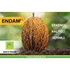 Endam F1 Kırkağaç Kavun Fidesi