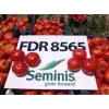 FDR 8565 F1 Oturak Domates Fidesi