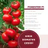 Forester F1 Sırık Domates Fidesi