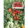 Kross F1 Salçalık Domates Fidesi