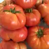 Kuzeyköy F1 Köy Tipi Domates Fidesi