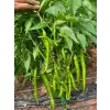 Rüzgar F1 İnce Sivri Biber Fidesi