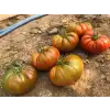 Yükselköy F1 Köy Tipi Domates Fidesi