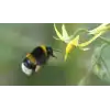 Bombus Arı Kovanı