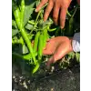 BT 1655 F1 Tatlı Sivri Biber Fidesi
