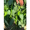 BT 1655 F1 Tatlı Sivri Biber Fidesi