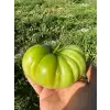 BT Taşkın F1 Köy Tipi Domates Fidesi