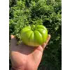 BT Taşkın F1 Köy Tipi Domates Fidesi